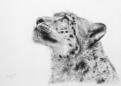 'Panthera uncia' (latin name for snow leopard) is an open edition giclee fine art print from the original charcoal drawing by Natalie Mascall ©