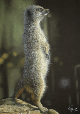 'On patrol' is an open edition giclee fine art print of a meerkat by Natalie Mascall ©