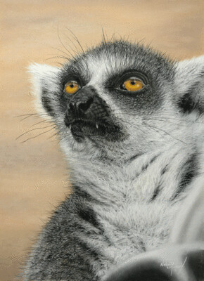 'Lemur catta' (latin word for Lemur) is an open edition giclee fine art print of a ring-tailed lemur drawn by Natalie Mascall ©