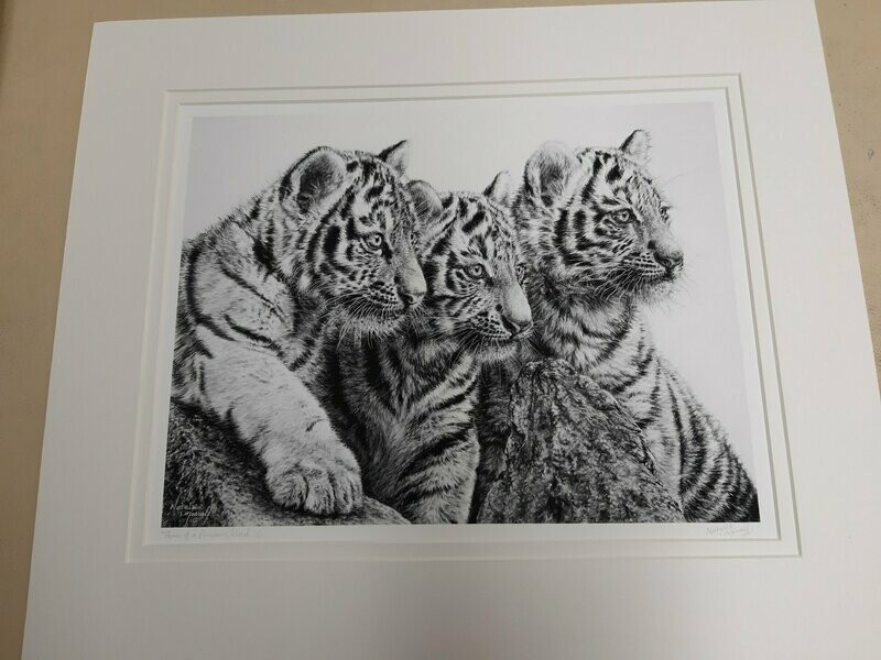 'Three of a precious kind' © a print from the original charcoal of three tiger cubs drawn by Natalie Mascall. Print available on paper (mounted) or on canvas (ready to hang). 'Three of a precious kind' © a print from the original charcoal of three tiger cubs drawn by Natalie Mascall. Print available on paper (mounted) or on canvas (ready to hang).