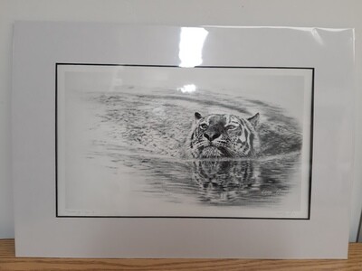 'Swimming Tiger' © is a an open edition print or a canvas print from the original charcoal drawing by Natalie Mascall ©