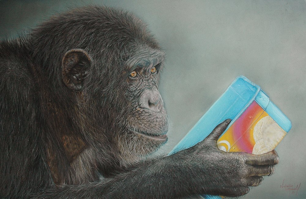 'Two Worlds Together' An original pastel drawing by Natalie Mascall © of a chimpanzee, one of the great apes that we share the closest DNA to.