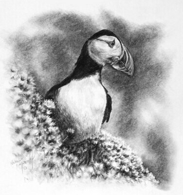 'Fratercula arctica' Latin name for Arctic Puffin, an original charcoal drawing by Natalie Mascall ©