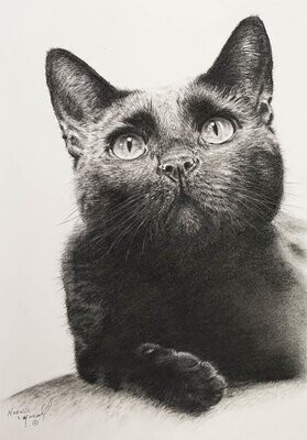 'Handsome' is an original charcoal drawing by Natalie Mascall ©
