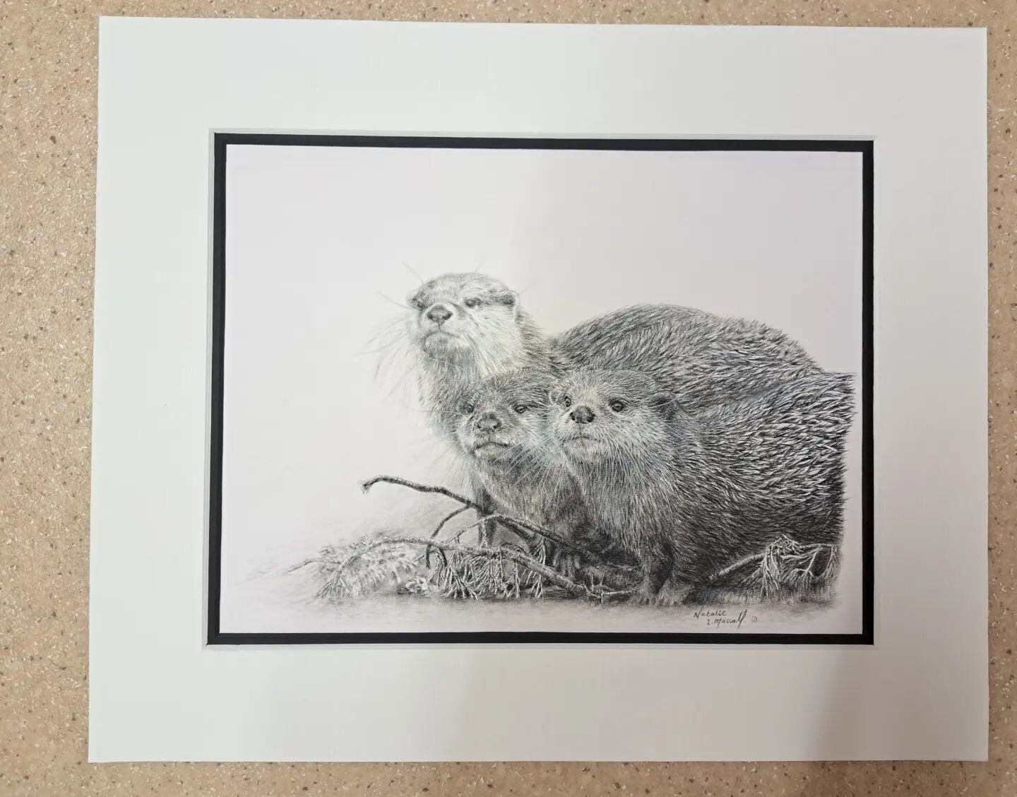'Oriental short-claws' is an original charcoal drawing by Natalie Mascall ©