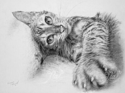 'Playful Beauty' is an original charcoal drawing by Natalie Mascall ©