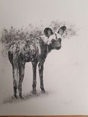 'A moment in Selous' is an original charcoal drawing by Natalie Mascall © of an inquisitive African Wild Dog.