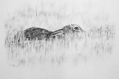 'Hiding Lepus' is an original charcoal drawing by Natalie Mascall © of a hare hiding among the grasses.