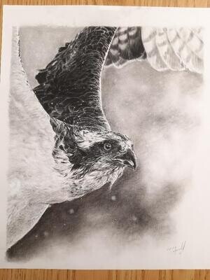 'Avis praedae' is an original charcoal drawing by Natalie Mascall © of an Osprey.