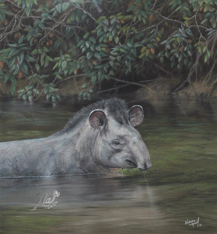 'Guyana Tapir' An original pastel drawing by Natalie Mascall © of a Tapir in the Guyana rainforest.