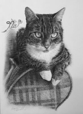'The Boss' is an original charcoal drawing by Natalie Mascall © of a beautiful tabby cat called Crumble.