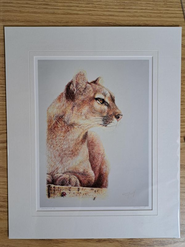 'Valentina' © an open edition giclee/fine art print from the original coloured pencil drawing by Natalie Mascall. Valentina is one of the Pumas from The Big Cat Sanctuary. Canvas print now available.. 'Valentina' © an open edition giclee/fine art print from the original coloured pencil drawing by Natalie Mascall. Valentina is one of the Pumas from The Big Cat Sanctuary. Canvas print now available..