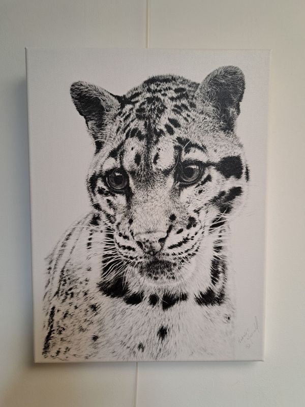 'Elusive Beauty' © A Canvas print of a clouded leopard from the original charcoal drawing by Natalie Mascall © Each one comes ready to hang.