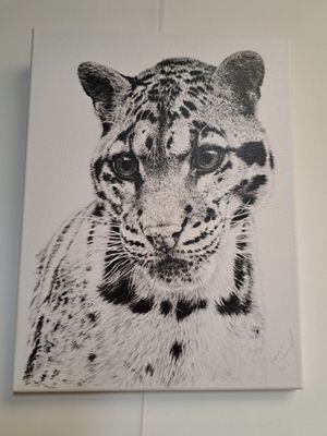 Canvas prints - The Big Cat Sanctuary cats
