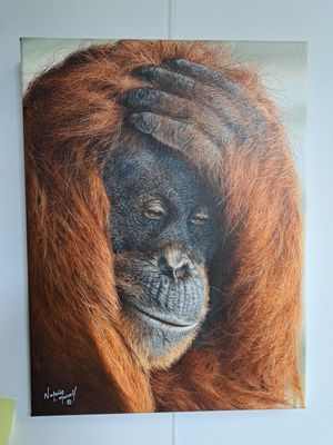 Canvas prints - The great apes