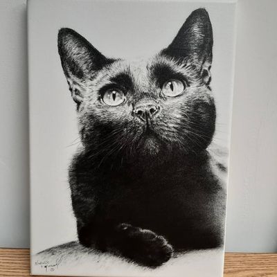 Canvas prints - furry friends/domestic cats