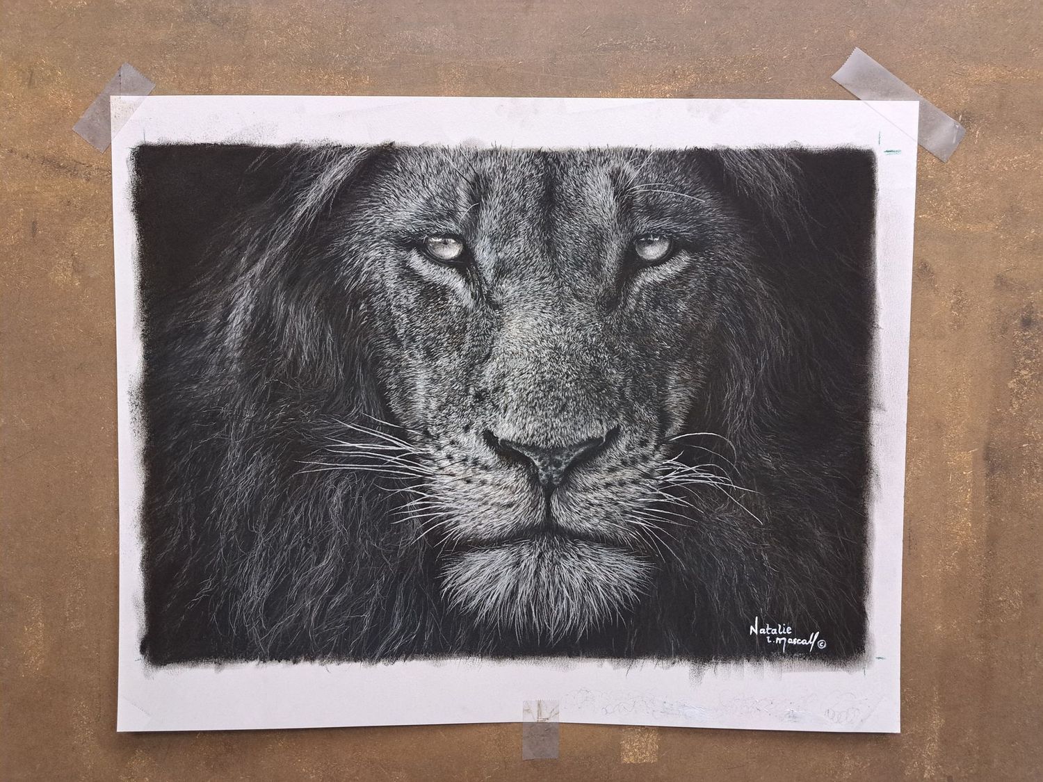 'Sun-kissed' © An original pastel drawing by Natalie Mascall © of a lion. Limited edition giclee fine art prints available on paper or canvas. Only 50 in this edition.