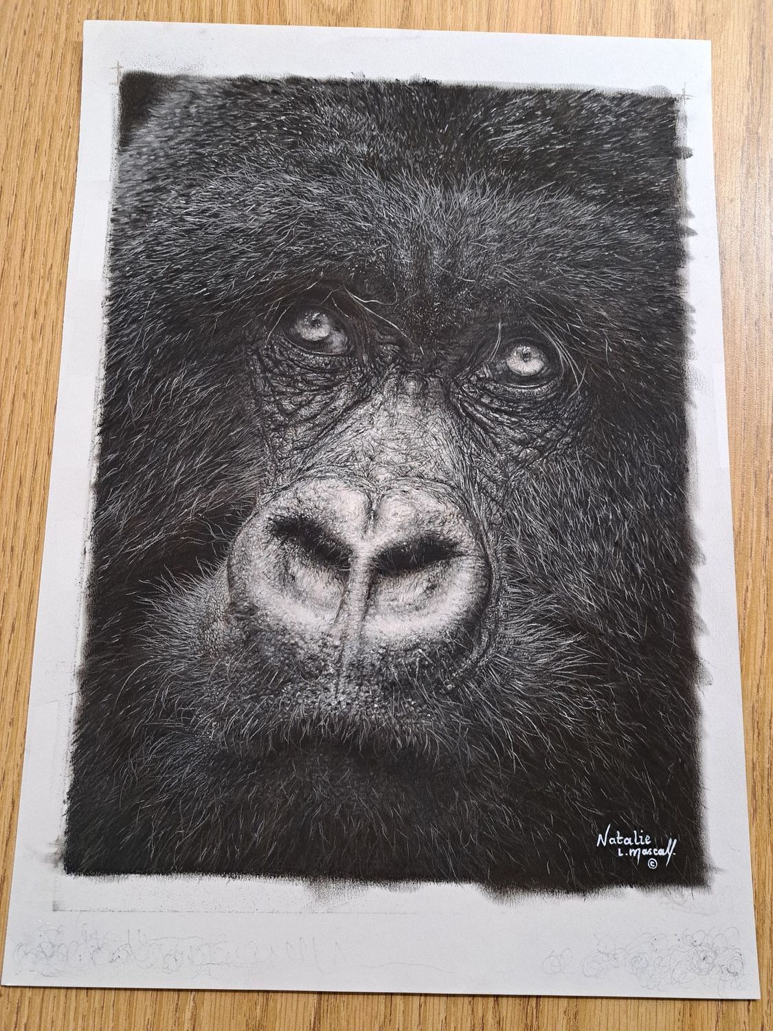 'Window to the Soul' © An original pastel drawing by award winning artist Natalie Mascall © of a gorillas face. Limited edition giclee fine art prints available on paper or canvas. Only 50 in this ed.