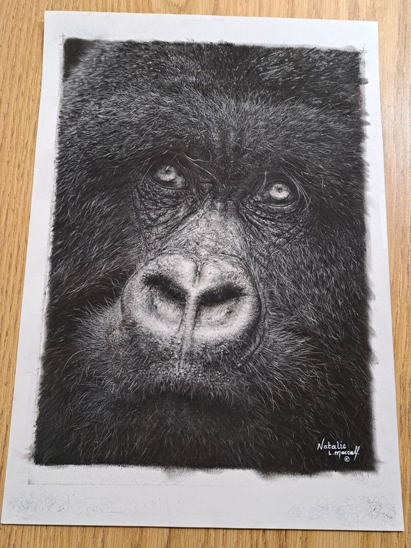 'Window to the Soul' © An original pastel drawing by award winning artist Natalie Mascall © of a gorillas face. Limited edition giclee fine art prints available on paper or canvas. Only 50 in this ed. 'Window to the Soul' © An original pastel drawing by award winning artist Natalie Mascall © of a gorillas face. Limited edition giclee fine art prints available on paper or canvas. Only 50 in this ed.