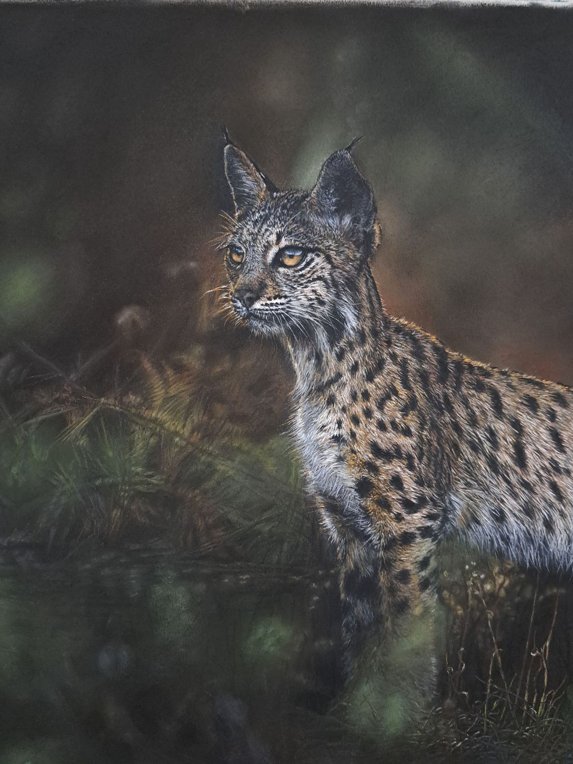 'What's that??' © An original pastel drawing by the award winning artist Natalie Mascall © of a rare beauty, the Iberian Lynx. Limited edition giclee fine art prints are available. Limited to only 50.
