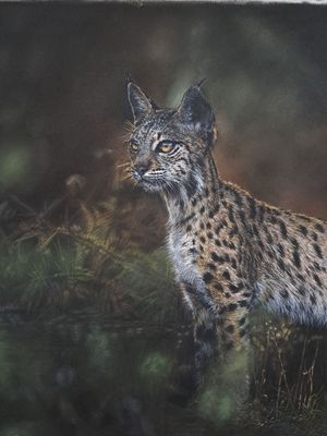 'What's that??' © An original pastel drawing by the award winning artist Natalie Mascall © of a rare beauty, the Iberian Lynx. Limited edition giclee fine art prints are available. Limited to only 50. 'What's that??' © An original pastel drawing by the award winning artist Natalie Mascall © of a rare beauty, the Iberian Lynx. Limited edition giclee fine art prints are available. Limited to only 50.
