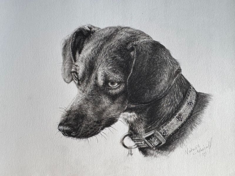 NEW A5 size charcoal head study sketch commissions welcome; from any pet, to any insect, any animal and person, hand-drawn by award winning artist Natalie Mascall. They make wonderful personal gifts. NEW A5 size charcoal head study sketch commissions welcome; from any pet, to any insect, any animal and person, hand-drawn by award winning artist Natalie Mascall. They make wonderful personal gifts.