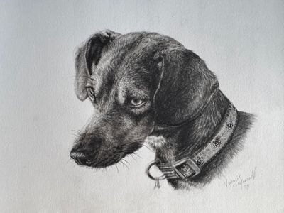 NEW A5 size charcoal head study sketch commissions welcome; from any pet, to any insect, any animal and person, hand-drawn by award winning artist Natalie Mascall. They make wonderful personal gifts. NEW A5 size charcoal head study sketch commissions welcome; from any pet, to any insect, any animal and person, hand-drawn by award winning artist Natalie Mascall. They make wonderful personal gifts.