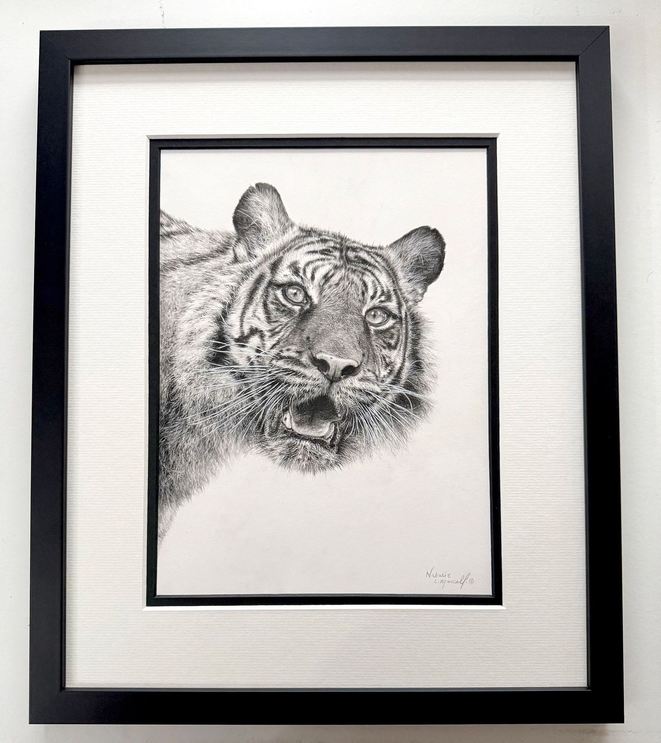 'Puna' is an original charcoal drawing by Natalie Mascall © Drawn in memory of a beautiful Sumatran Tiger from the Big Cat Sanctuary. Prints available soon, taking orders.