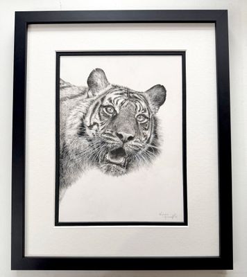 'Puna' is an original charcoal drawing by Natalie Mascall © Drawn in memory of a beautiful Sumatran Tiger from the Big Cat Sanctuary. Prints available soon, taking orders.