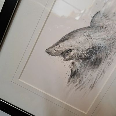 'Great white' © is an original charcoal drawing by Natalie Mascall ©