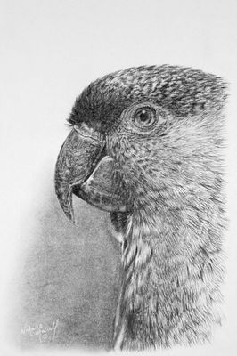'Nanday conure parrot' is an original charcoal drawing by Natalie Mascall ©