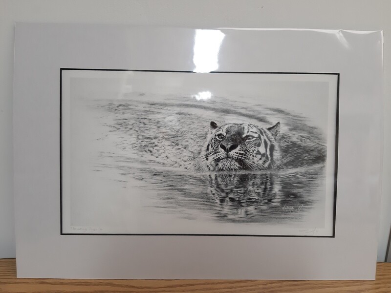 'Swimming Tiger' © is a an open edition print or a canvas print from the original charcoal drawing by Natalie Mascall © 'Swimming Tiger' © is a an open edition print or a canvas print from the original charcoal drawing by Natalie Mascall ©