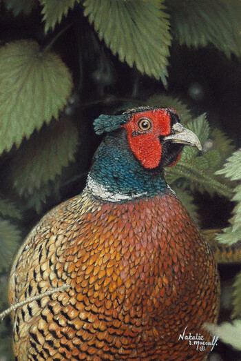 'Inquisitive Pheasant' is a fine art giclee print from the original pastel drawing of a wild pheasant by Natalie Mascall ©