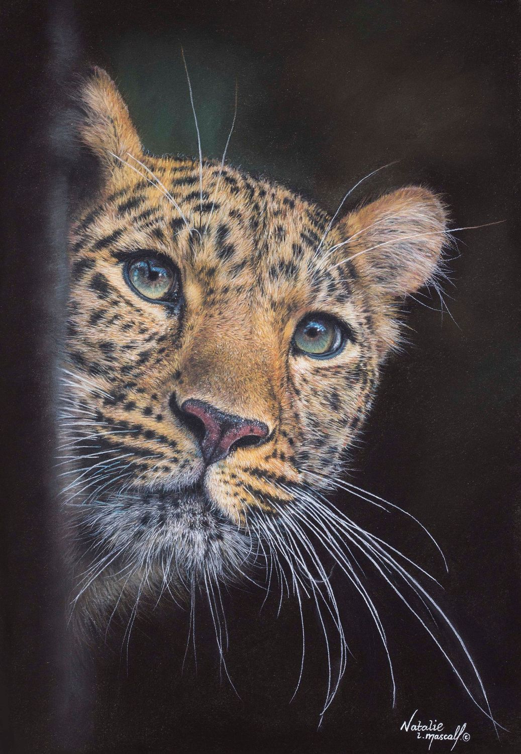 'Peekaboo' an Amur Leopard, is an Open edition giclee fine art print by Natalie Mascall © Original was drawn in pastel and won Highly Commended Endangered Species Award 2026 during MIWAS exhibition.
