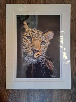 'Peekaboo' an Amur Leopard, is an Open edition giclee fine art print by Natalie Mascall © Original was drawn in pastel and won Highly Commended Endangered Species Award 2026 during MIWAS exhibition. 'Peekaboo' an Amur Leopard, is an Open edition giclee fine art print by Natalie Mascall © Original was drawn in pastel and won Highly Commended Endangered Species Award 2026 during MIWAS exhibition.