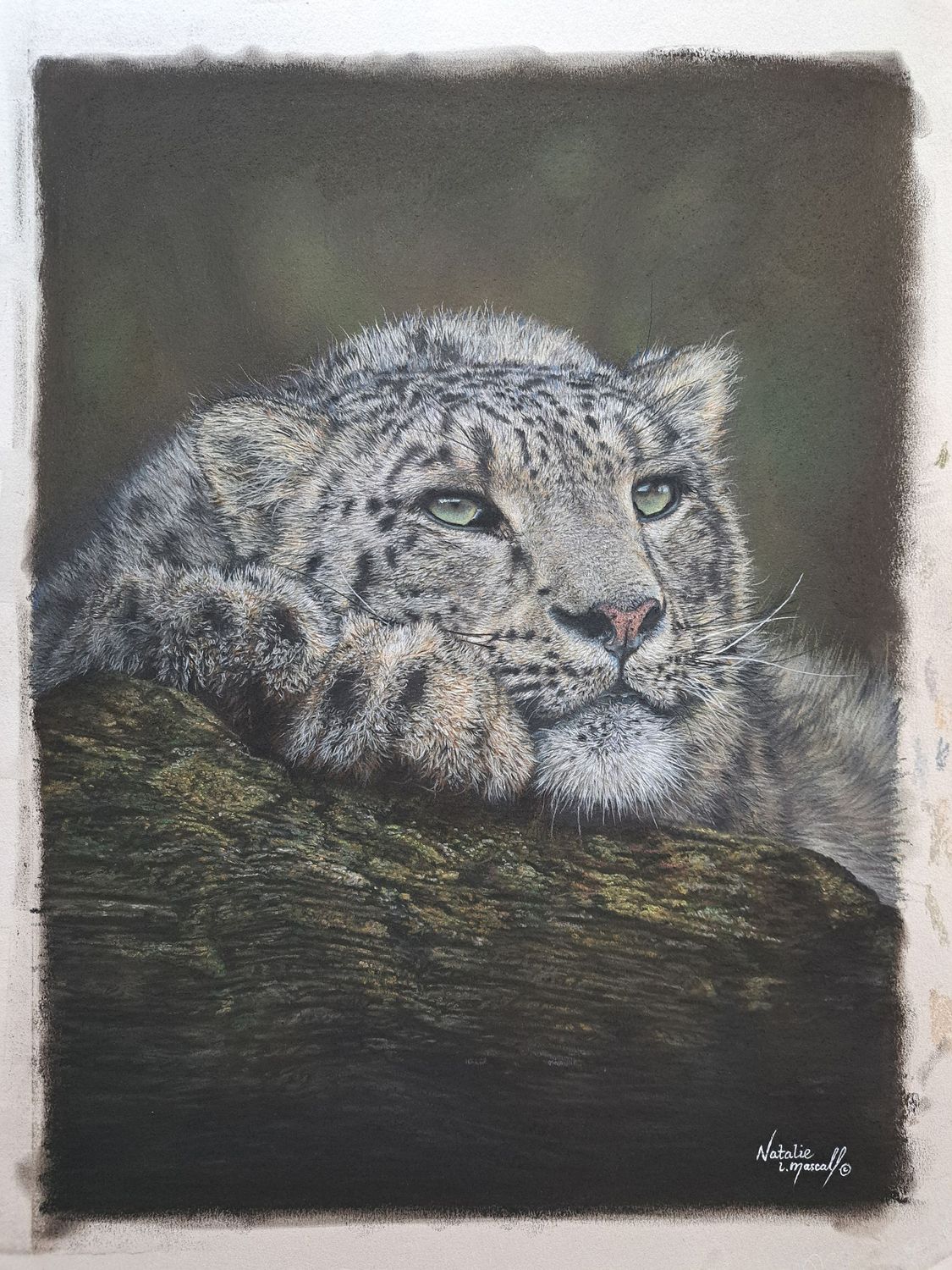 'Warjun' is an open edition fine art giclee print/canvas print of a gorgeous snow leopard from Marwell Zoo. The original was drawn in pastel by Natalie Mascall. The original is available. 'Warjun' is an open edition fine art giclee print/canvas print of a gorgeous snow leopard from Marwell Zoo. The original was drawn in pastel by Natalie Mascall. The original is available.
