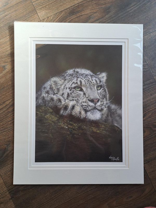 'Warjun' is an open edition fine art giclee print/canvas print of a gorgeous snow leopard from Marwell Zoo. The original was drawn in pastel by Natalie Mascall. The original is available. 'Warjun' is an open edition fine art giclee print/canvas print of a gorgeous snow leopard from Marwell Zoo. The original was drawn in pastel by Natalie Mascall. The original is available.