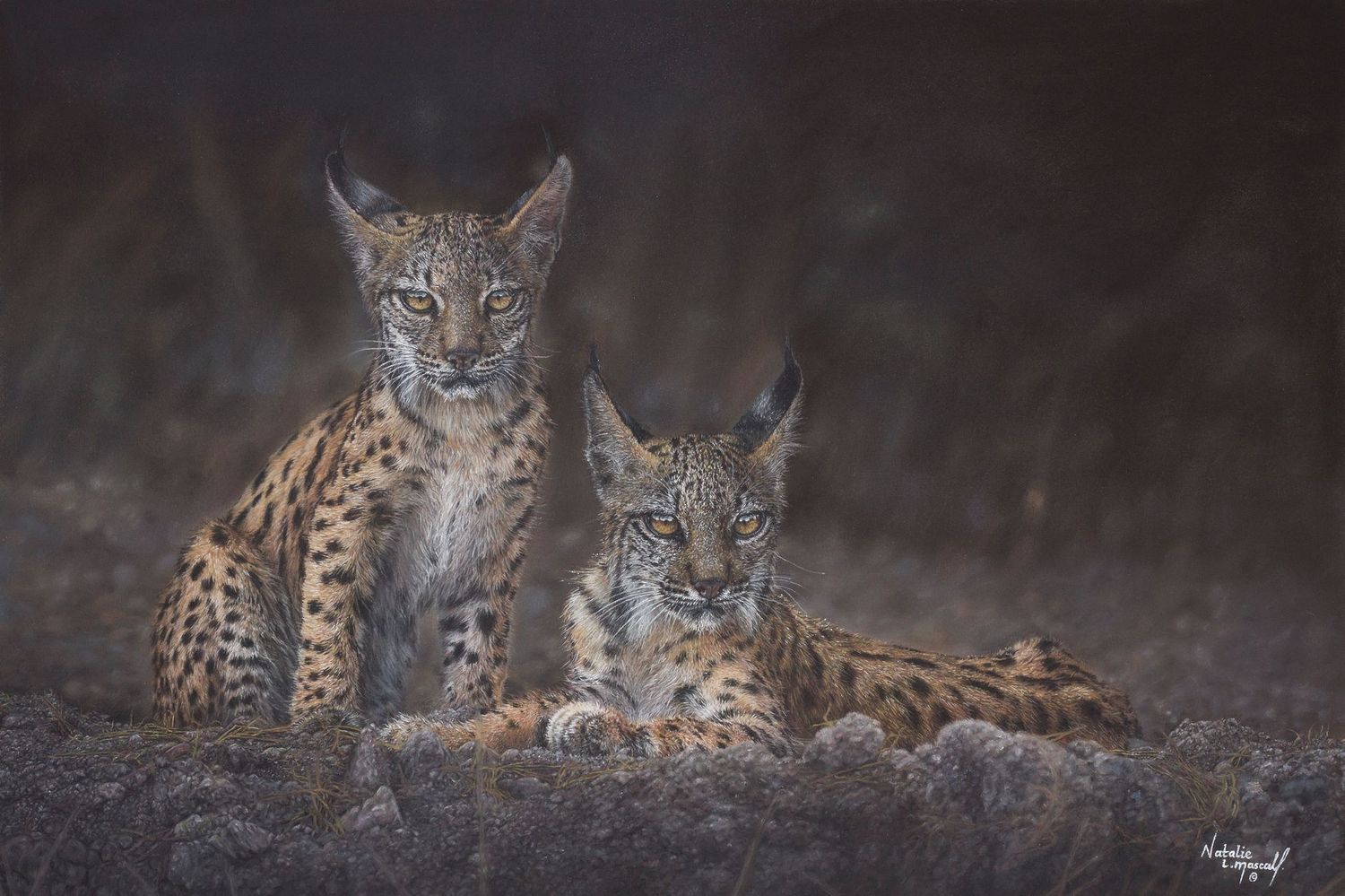 'Whispers of the Lynx' © is an open edition fine art giclee print/canvas print of two wild Iberian Lynx. The original was drawn in pastel by Natalie Mascall. The original is available. 'Whispers of the Lynx' © is an open edition fine art giclee print/canvas print of two wild Iberian Lynx. The original was drawn in pastel by Natalie Mascall. The original is available.