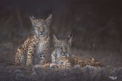 'Whispers of the Lynx' © is an open edition fine art giclee print/canvas print of two wild Iberian Lynx. The original was drawn in pastel by Natalie Mascall. The original is available. 'Whispers of the Lynx' © is an open edition fine art giclee print/canvas print of two wild Iberian Lynx. The original was drawn in pastel by Natalie Mascall. The original is available.