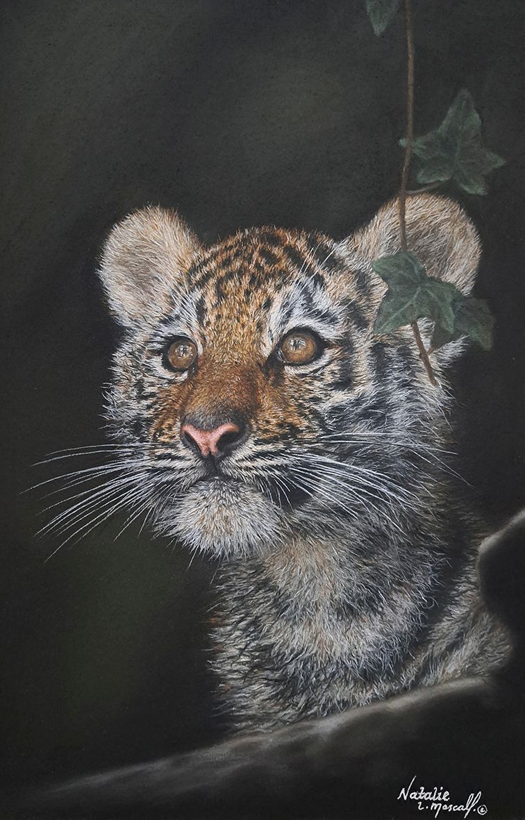 'Little Dreamer' © is an open edition fine art giclee print/canvas print of a cute tiger cub. The original was drawn in pastel by Natalie Mascall. The original is available. 'Little Dreamer' © is an open edition fine art giclee print/canvas print of a cute tiger cub. The original was drawn in pastel by Natalie Mascall. The original is available.