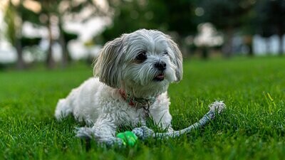 Small Dog