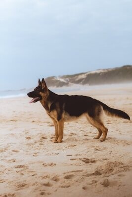 Large Dog