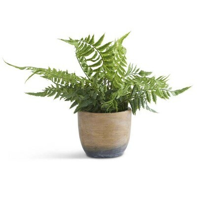 Fern in Pot/12in