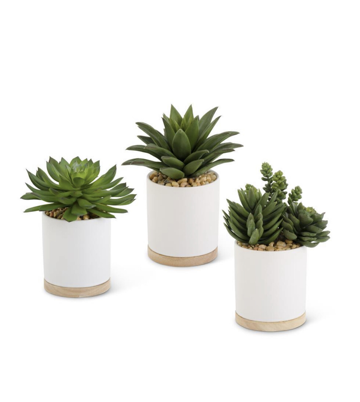 Succulent/6in