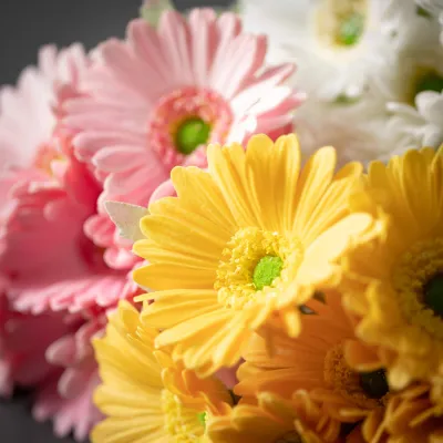 Daisy Bush/Yellow