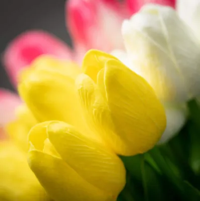 Tulip Bundle/Yellow