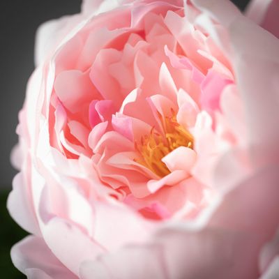 Peony Stem/Pink