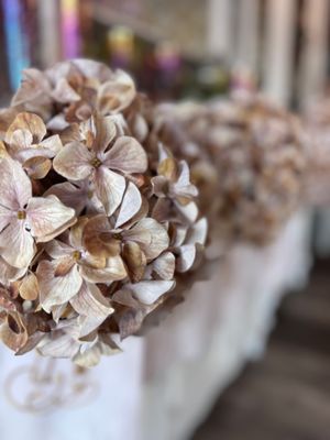 Autumn Hydrangea Bush 
