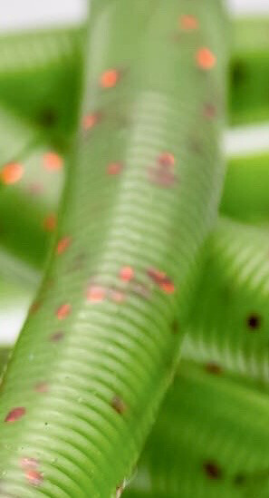 Ned Crawlers Watermelon Red