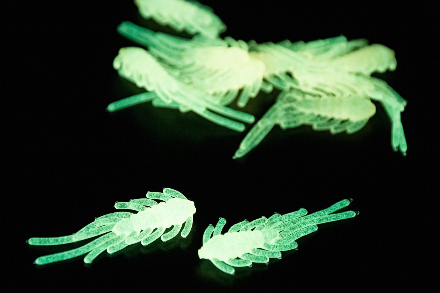 Scud Bugs- Orange Glow